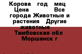 Корова 1 год 4 мец › Цена ­ 27 000 - Все города Животные и растения » Другие животные   . Тамбовская обл.,Моршанск г.